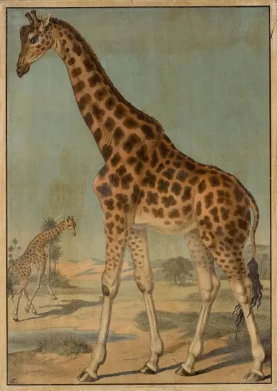 Giraffe 2