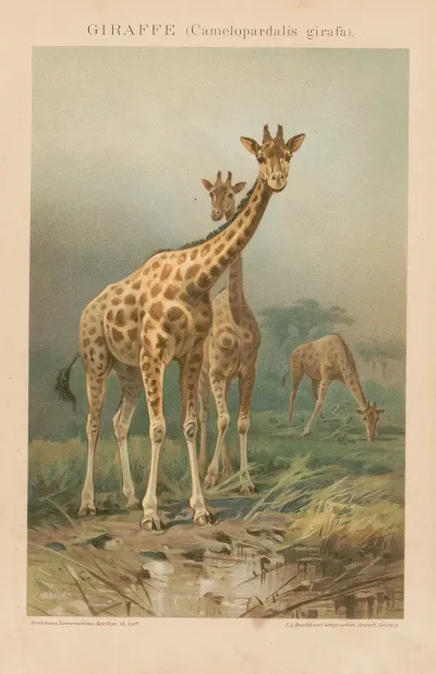 Giraffe 3