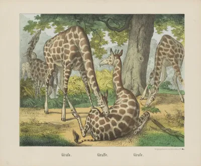 Giraffe 4