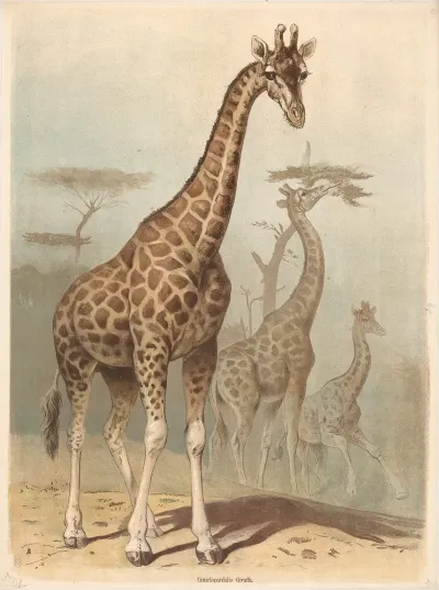 Giraffe 6