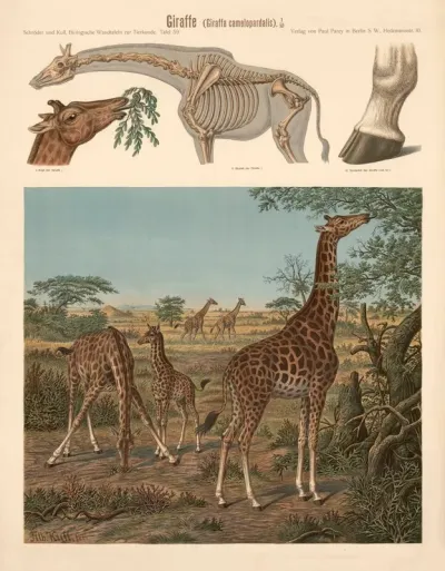 Giraffe Giraffa Camelopardalis