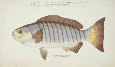 Girella Tricuspidata Nz Blackfish