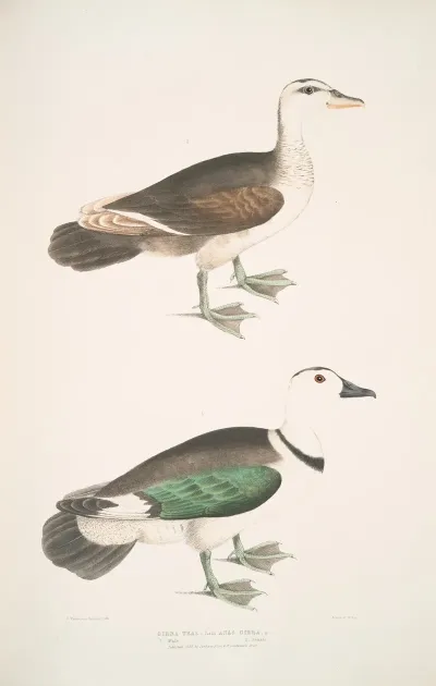 Girra Teal Anas Girra Male And Female