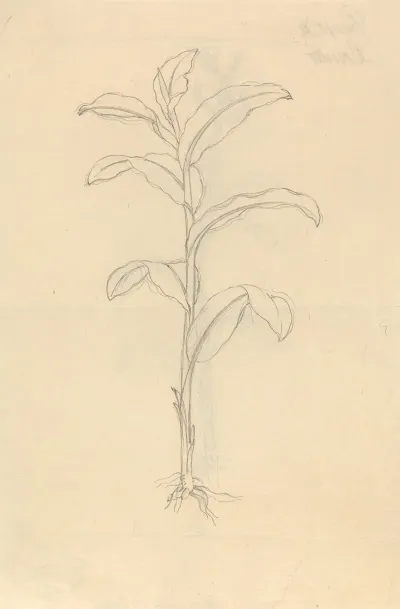 Giunco Di Rossetto