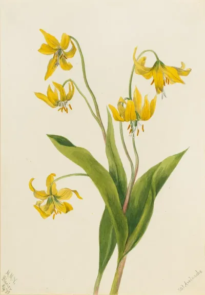 Glacierlily Erythronium Grandiflorum 2