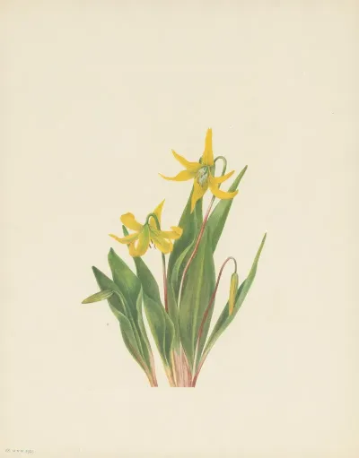 Glacierlily Erythronium Grandiflorum 3
