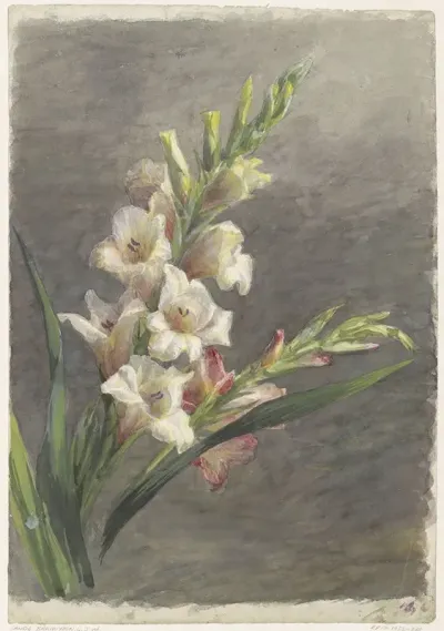 Gladiolen