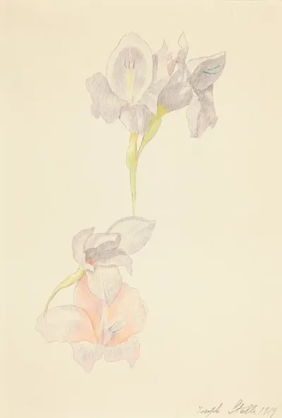 Gladioli 3