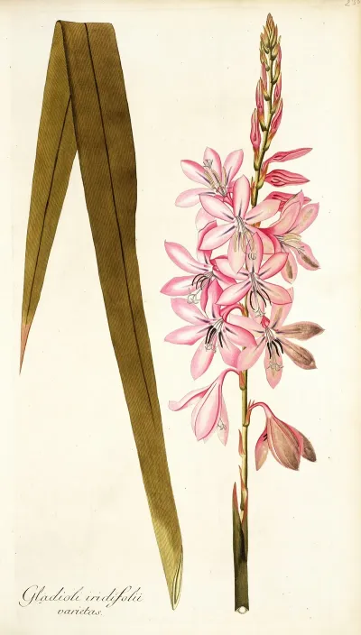 Gladioli Iridifolii