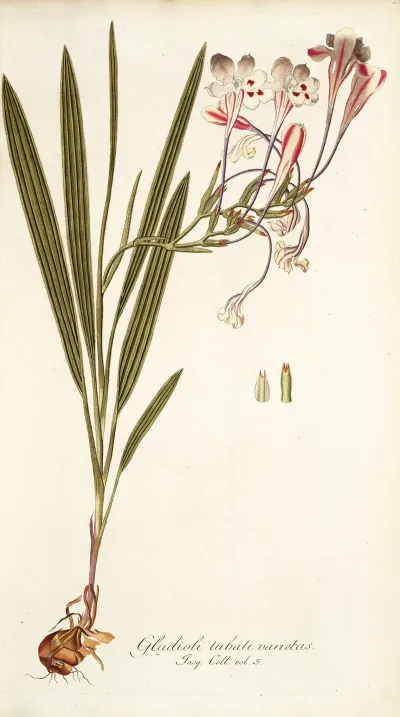Gladioli Tubati Varietas