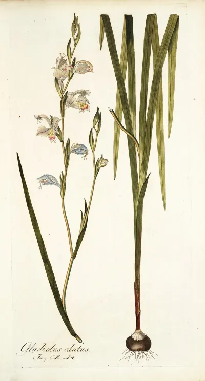 Gladiolus Alatus