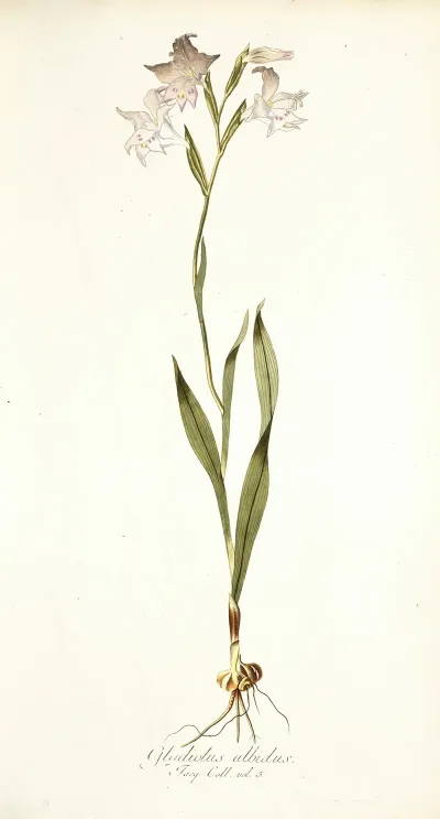 Gladiolus Albidus