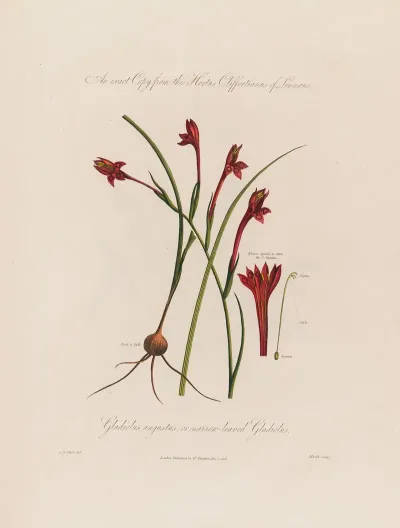 Gladiolus Angustus Or Narrow Leaved Gladiolus