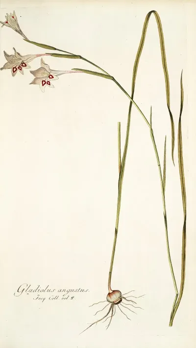 Gladiolus Angustus