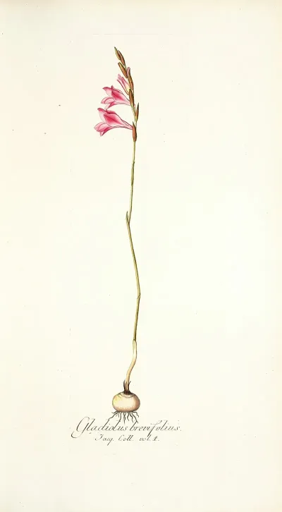 Gladiolus Brevifolius
