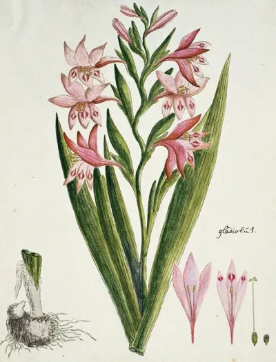 Gladiolus Carneus D Delarochev Painted Lady