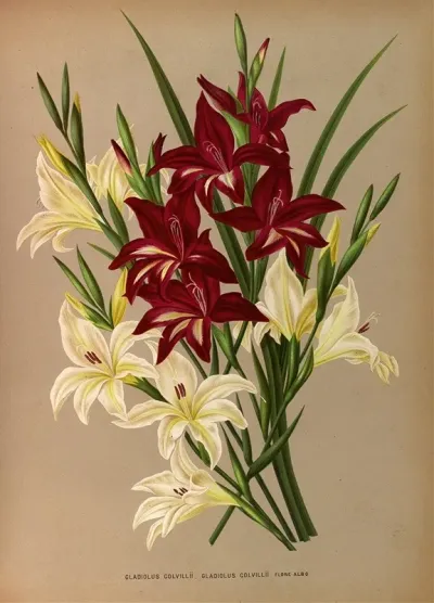 Gladiolus Colvillii Gladiolus Colvillii Flore Albo