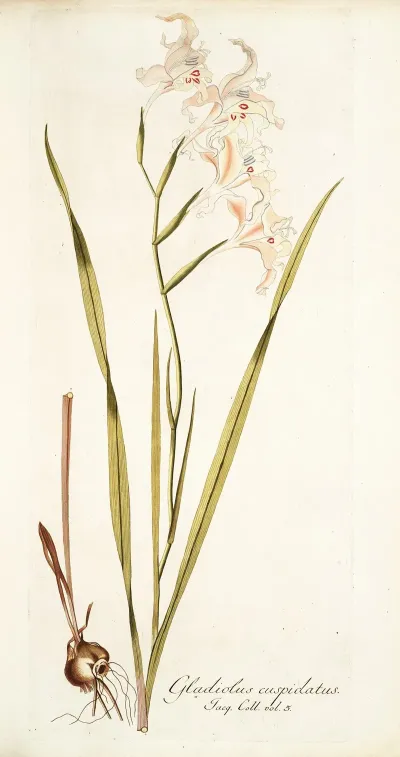 Gladiolus Cuspidatus