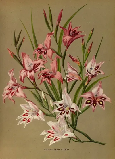 Gladiolus Dwarf Hybrids