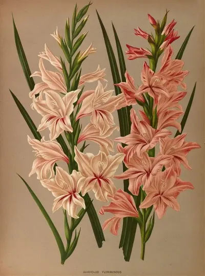 Gladiolus Floribundus