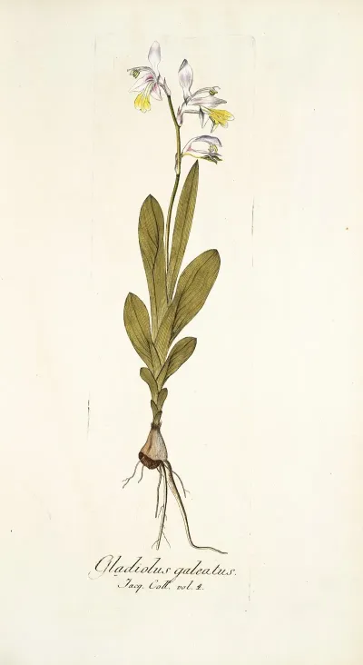 Gladiolus Galeatus
