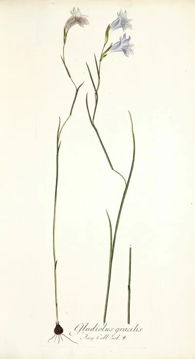 Gladiolus Gracilis
