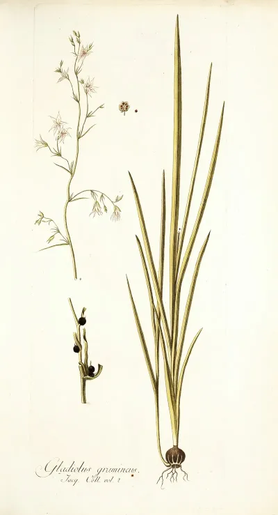 Gladiolus Gramineus