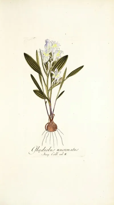 Gladiolus Mucronatus