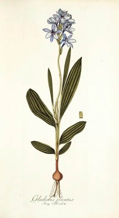 Gladiolus Plicatus