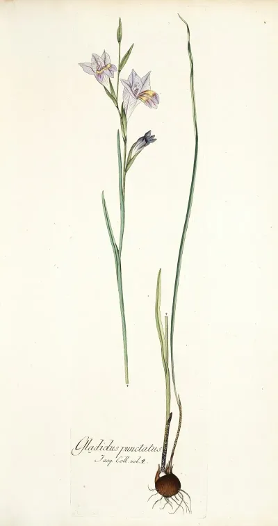 Gladiolus Punctatus