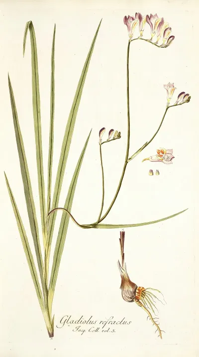 Gladiolus Refractus