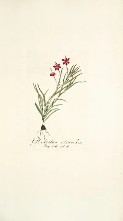 Gladiolus Silenoides