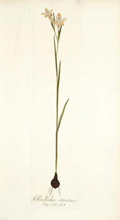 Gladiolus Strictus