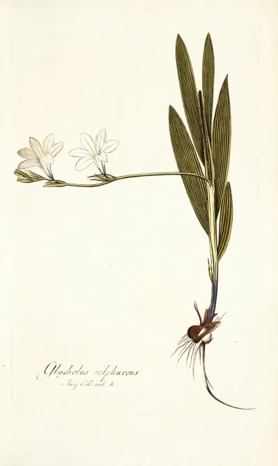 Gladiolus Sulphureus