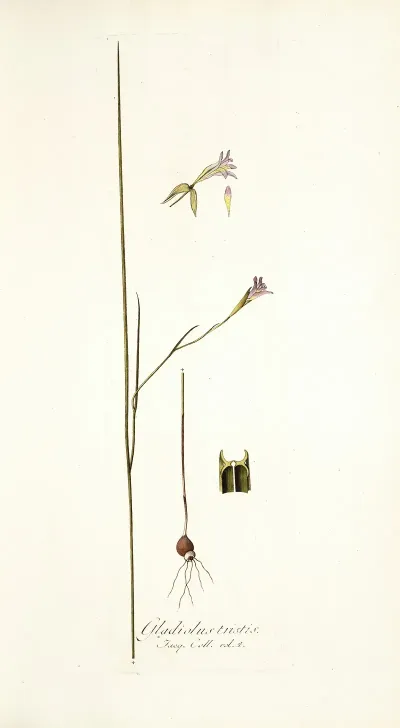 Gladiolus Tristis Prioris Varietas