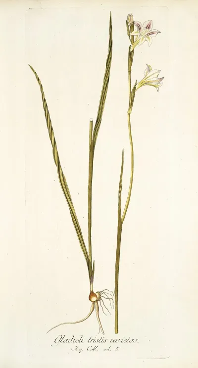 Gladiolus Tristis Varietas