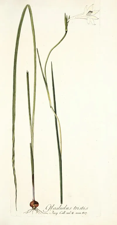 Gladiolus Tristis