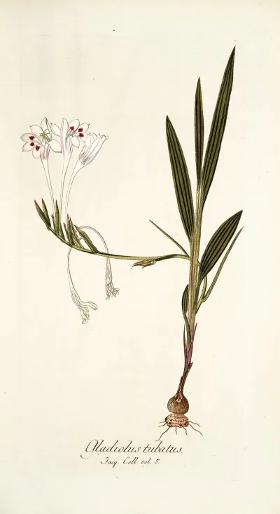 Gladiolus Tubatus