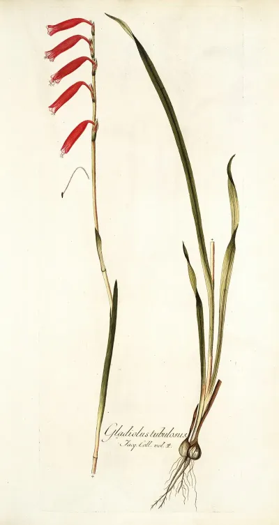 Gladiolus Tubulosus