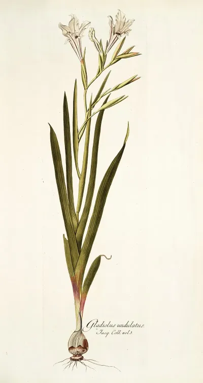 Gladiolus Undulatus
