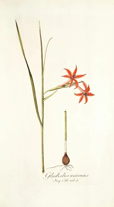 Gladiolus Watsonius