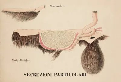 Glands Of The Siberian Musk Deer Moschus Moschiferus