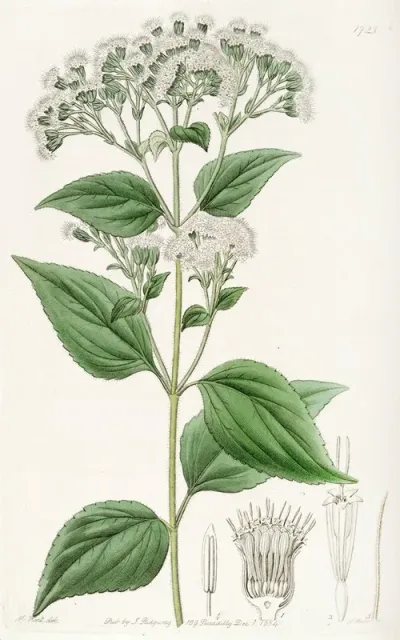 Glandular Eupatorium