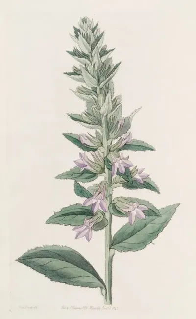 Glandular Lobelia