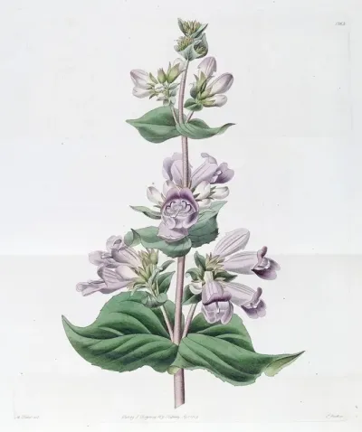 Glandular Pentstemon
