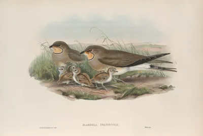 Glareola Pratincola Common Pratincole
