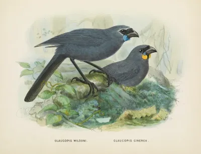 Glaucopis Wilsoni And Glaucopis Cinerea