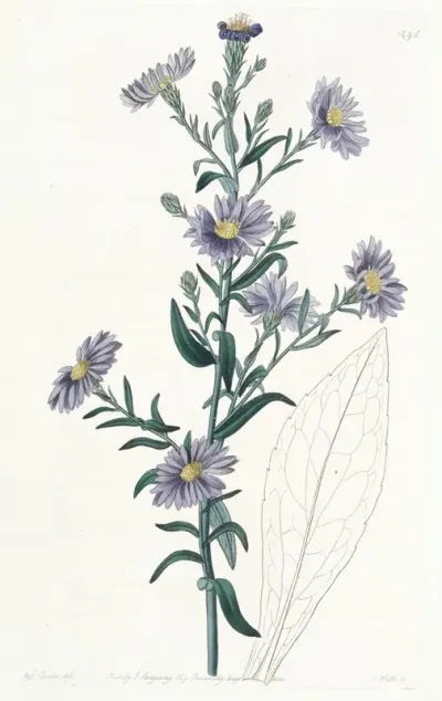 Glaucous Aster