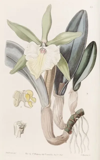 Glaucous Brasavola