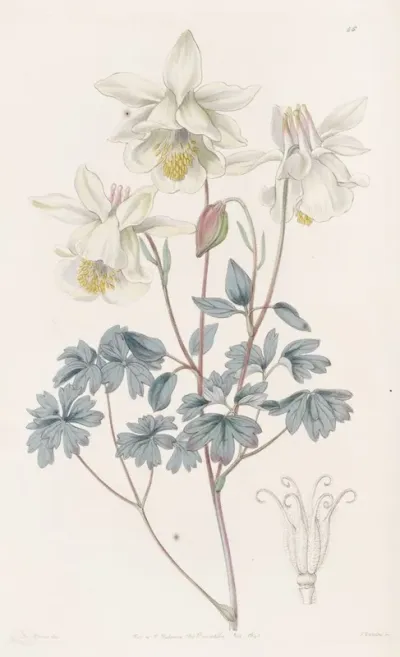 Glaucous Columbine